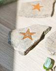 Estrella de Mar Fosilizada – Memoria Ancestral, Sabiduría y Conexión con la Tierra