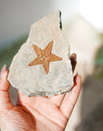 Estrella de Mar Fosilizada – Memoria Ancestral, Sabiduría y Conexión con la Tierra