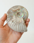 Amonite Opalizado – Evolución, Energía Ancestral y Armonía Cósmica