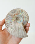 Amonite Opalizado – Evolución, Energía Ancestral y Armonía Cósmica