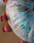 Ammonite opalizado