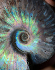 Ammonite opalizado