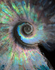 Ammonite opalizado