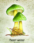Mushroom Spirit Oracle