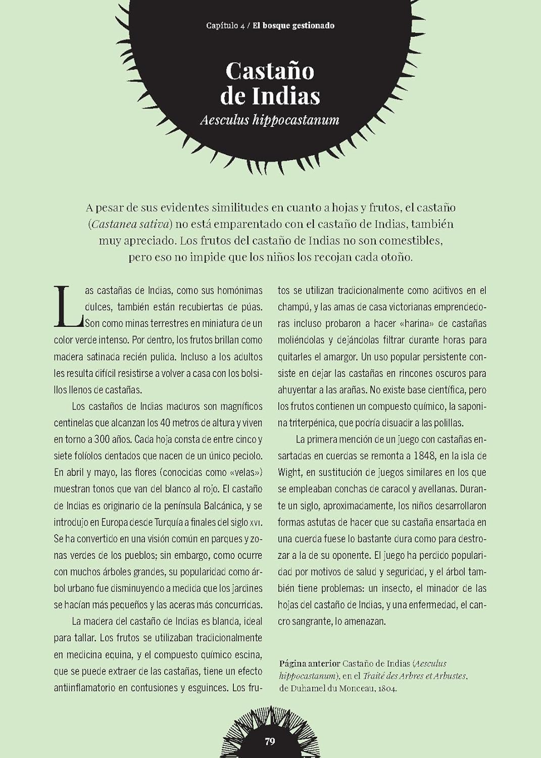 El bosque de las brujas