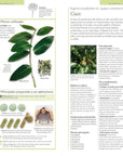Enciclopedia de plantas medicinales