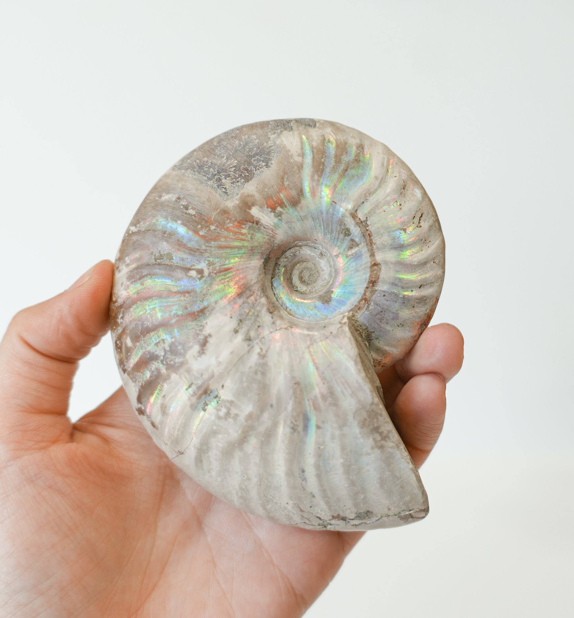 Amonite Opalizado – Evolución, Energía Ancestral y Armonía Cósmica