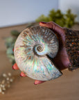 Ammonite opalizado