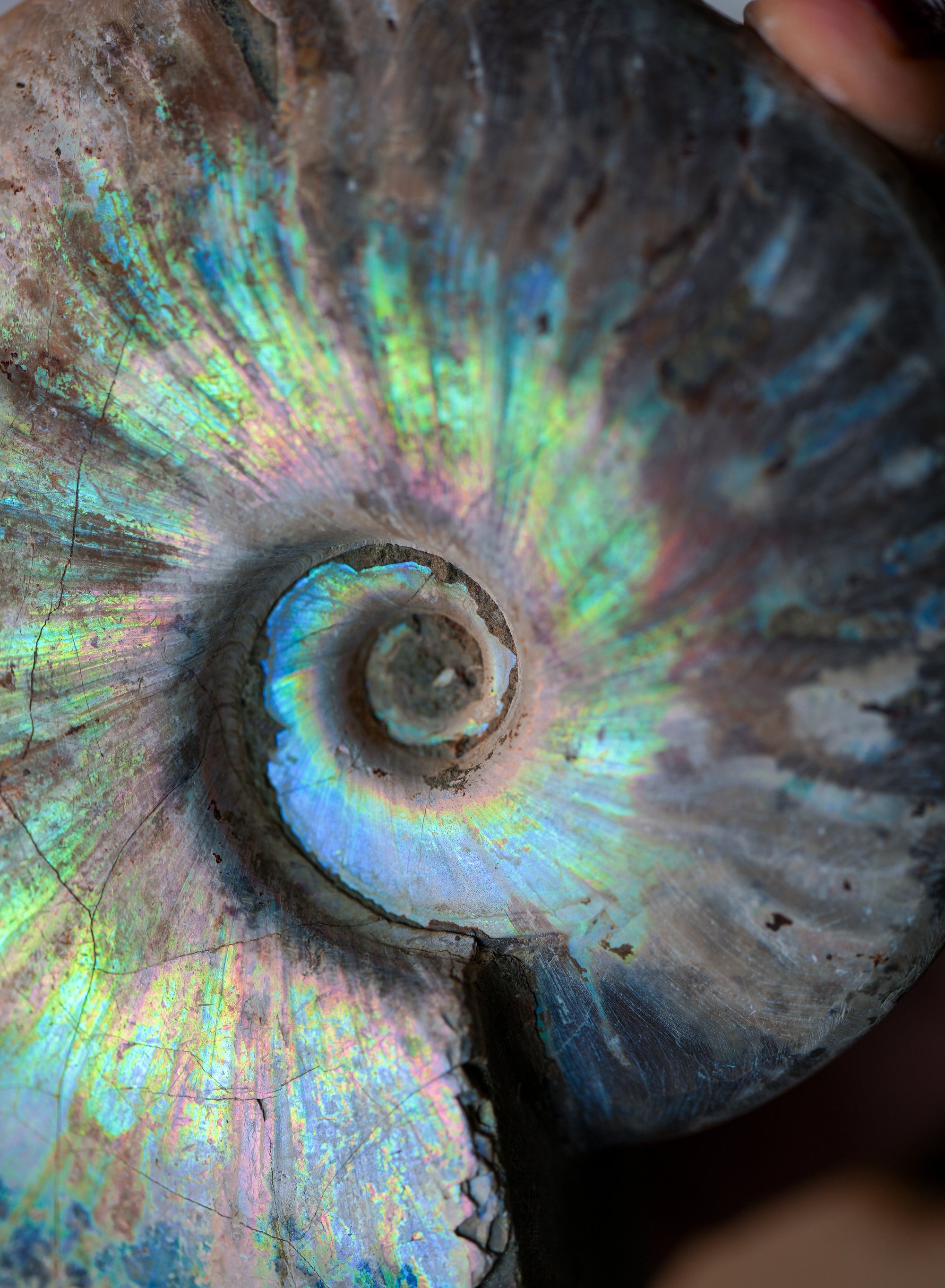 Ammonite opalizado