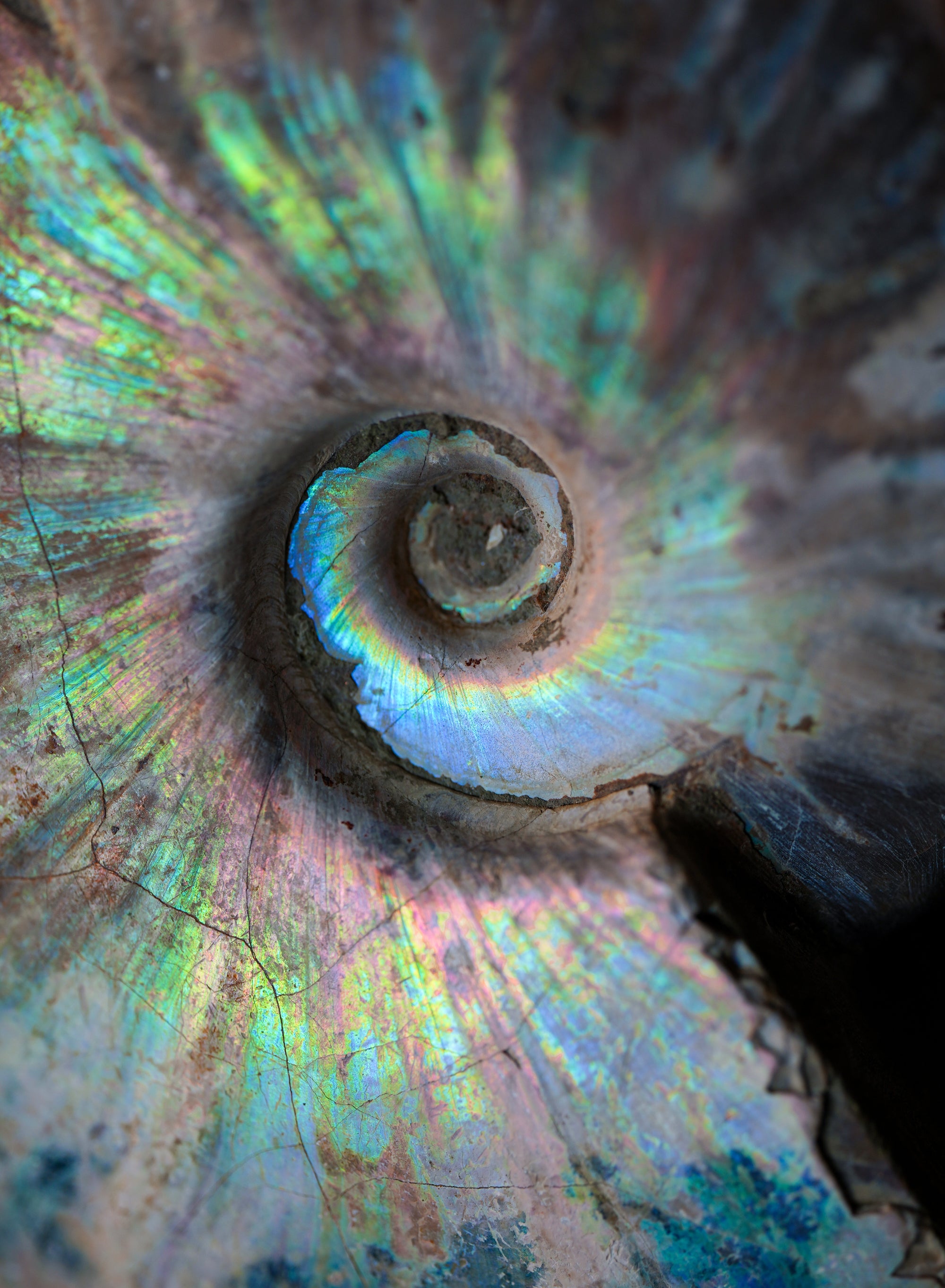 Ammonite opalizado