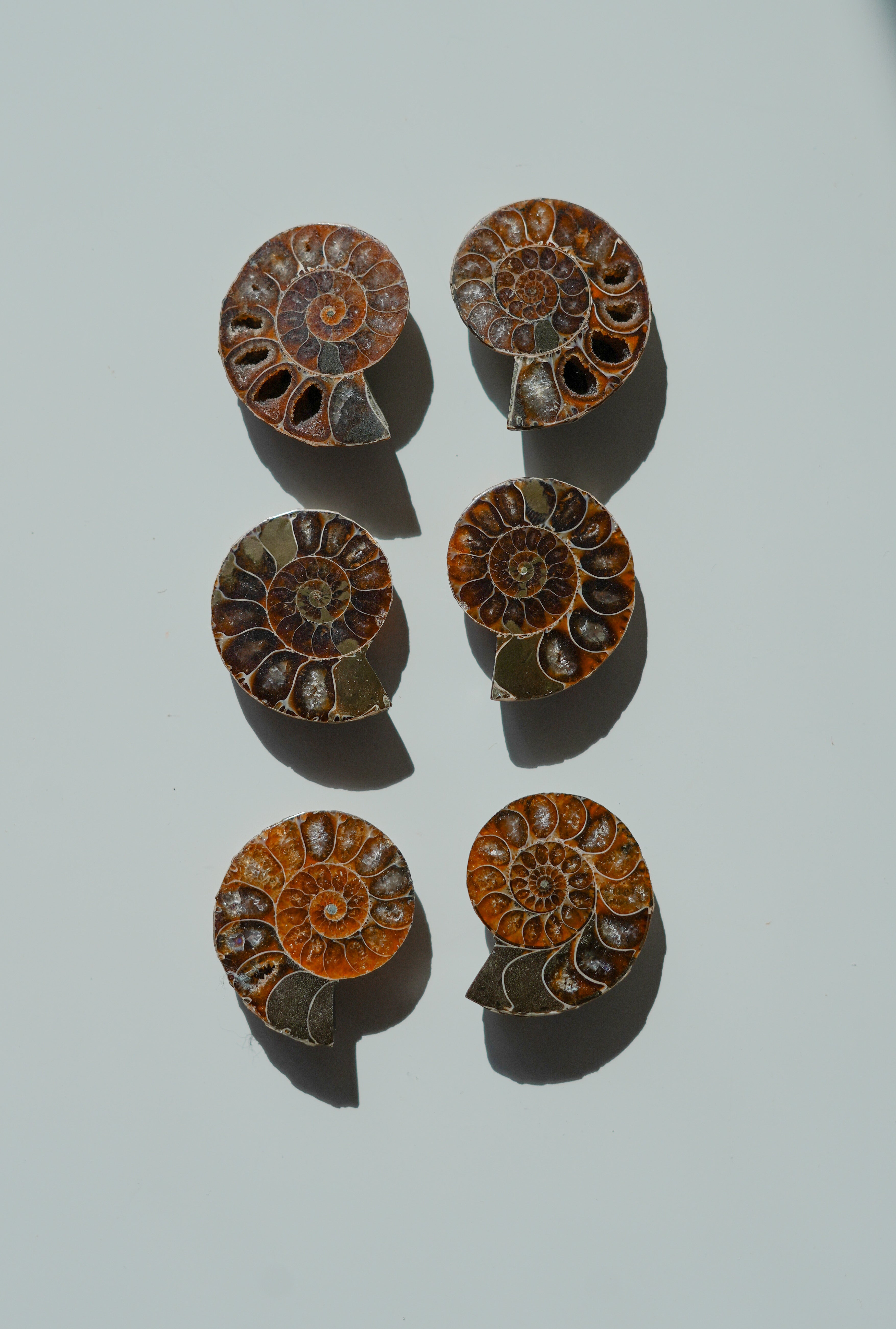 Par de Ammonites fósiles