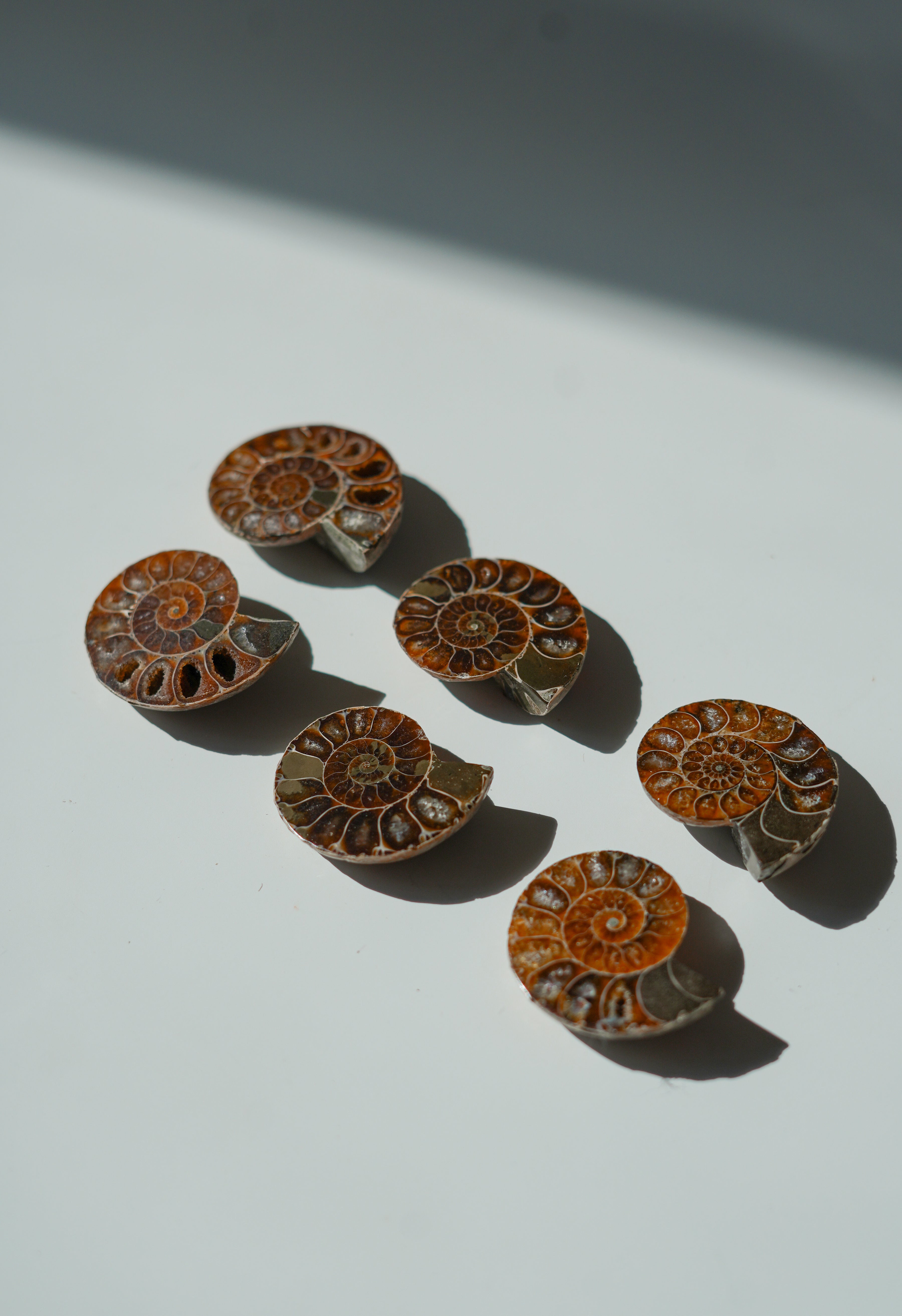Par de Ammonites fósiles