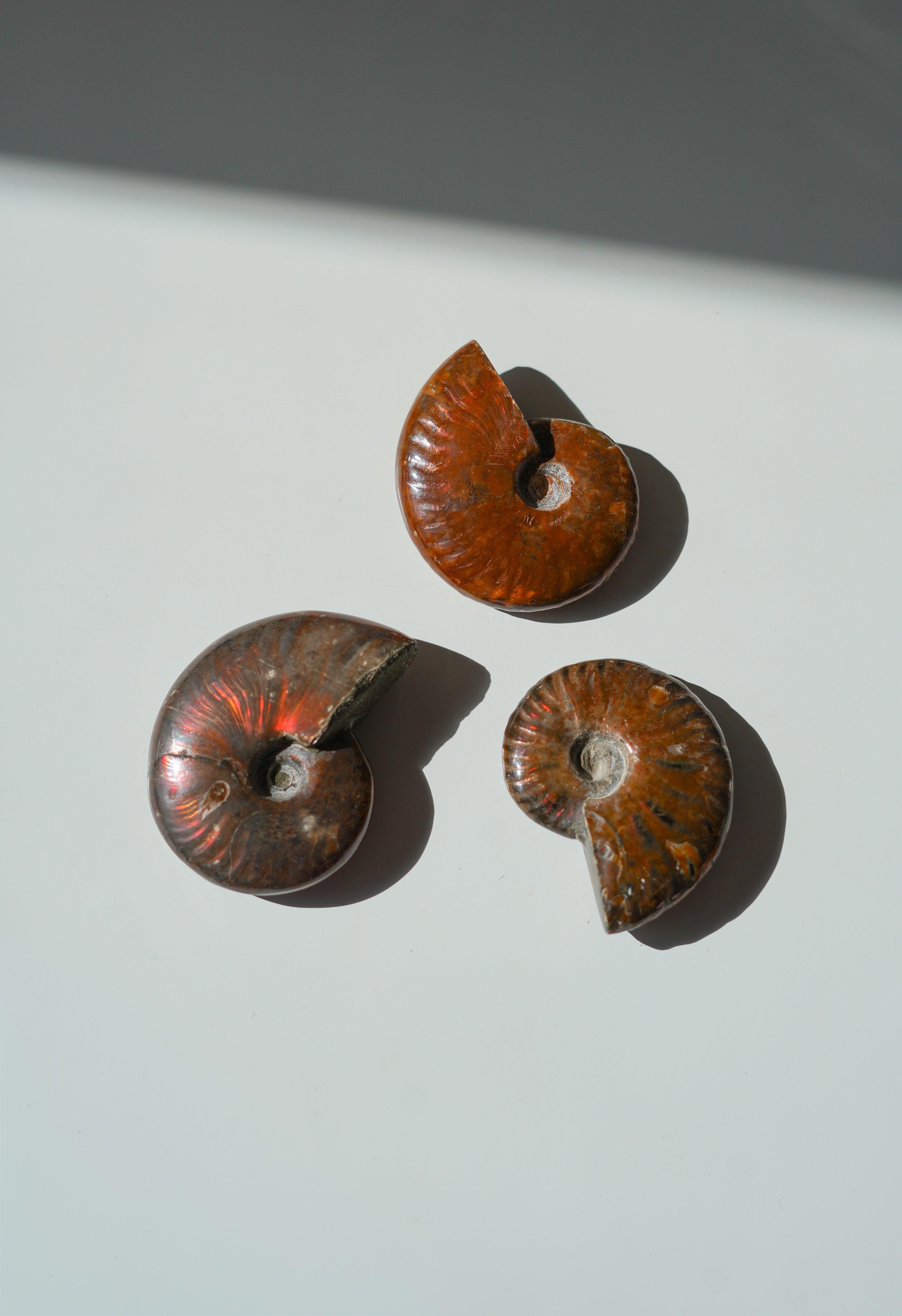 Ammonite Opalizado natural