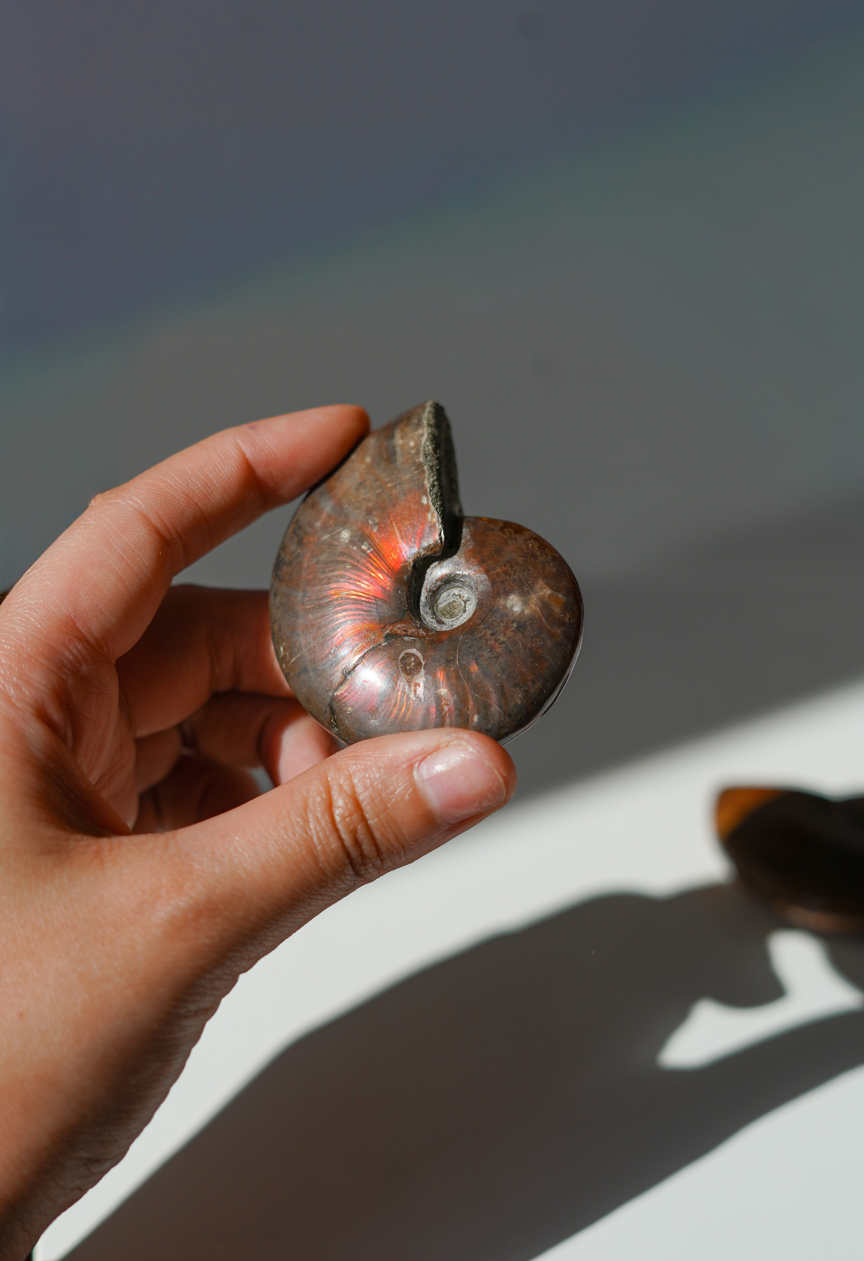 Ammonite Opalizado natural