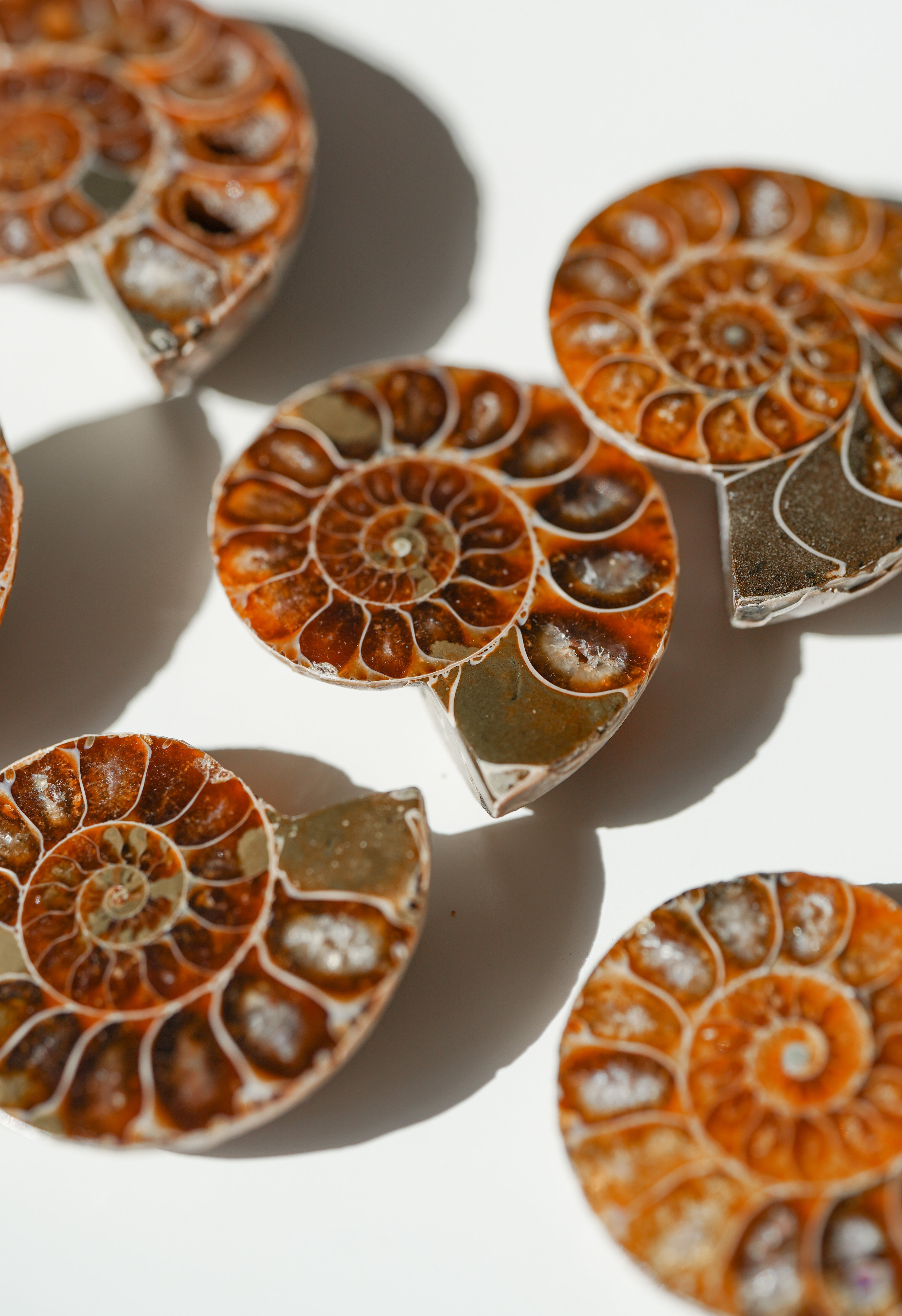 Par de Ammonites fósiles