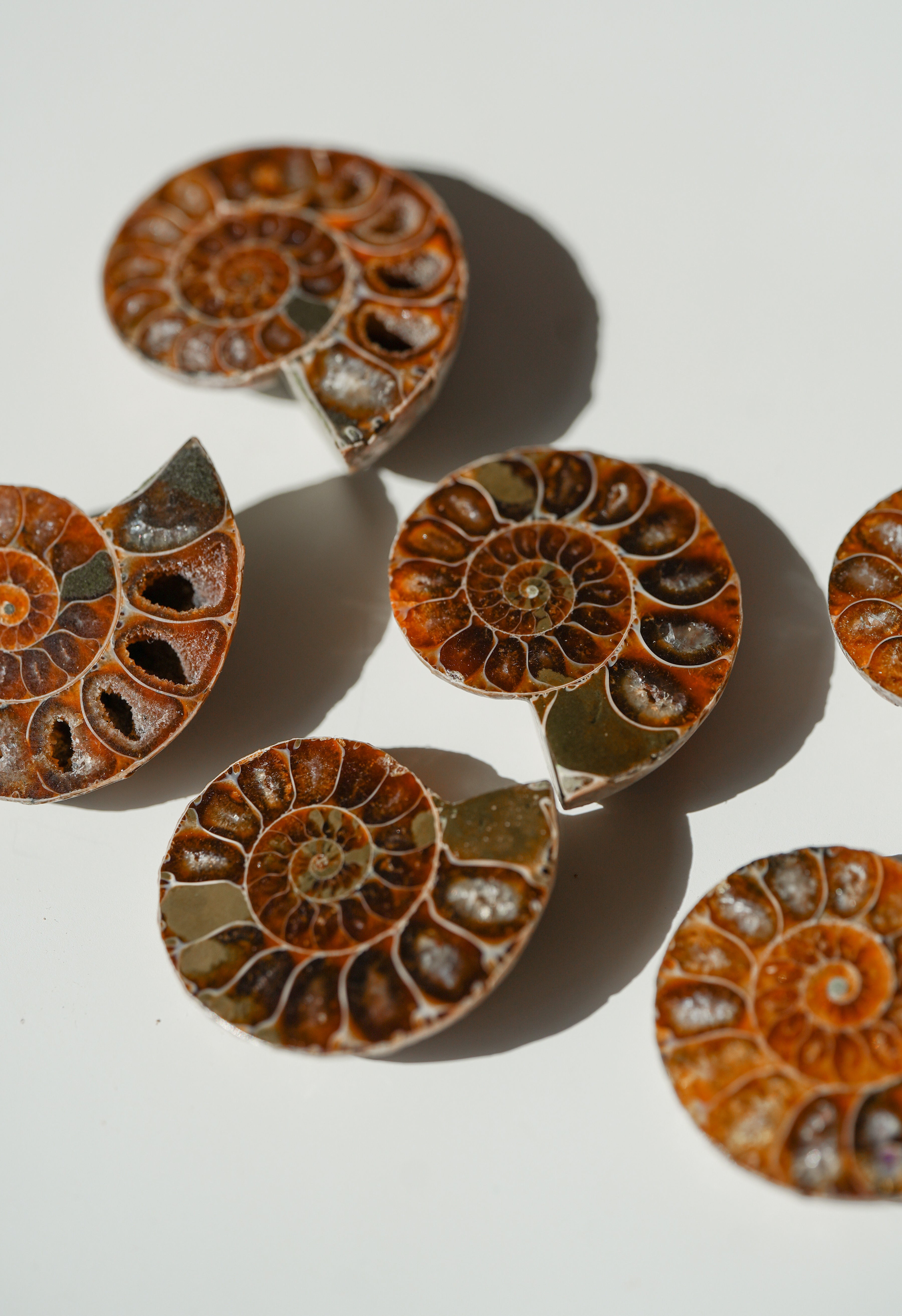 Par de Ammonites fósiles
