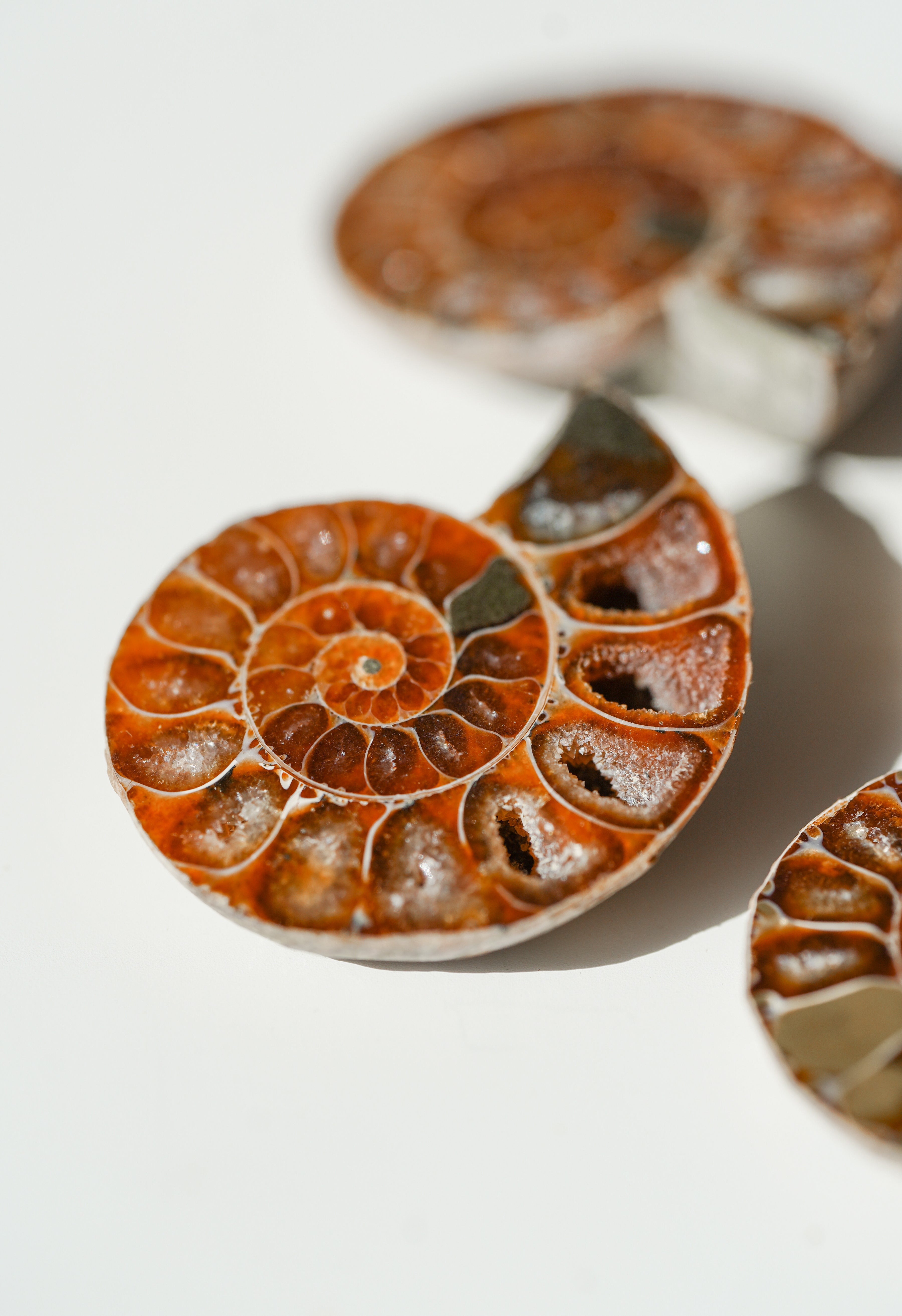Par de Ammonites fósiles