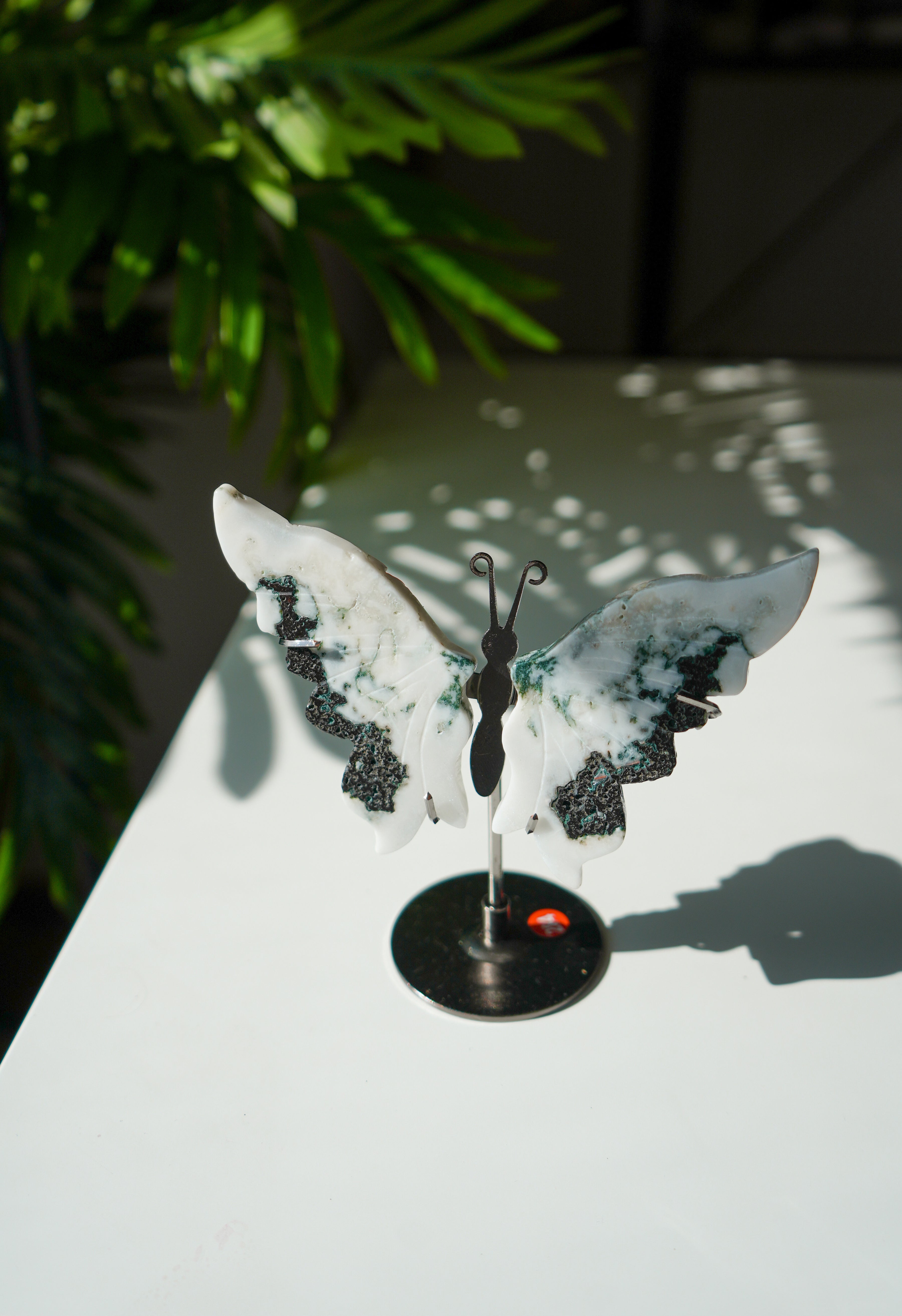 Mariposa de Agata musgo