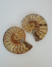 Par de ammonites