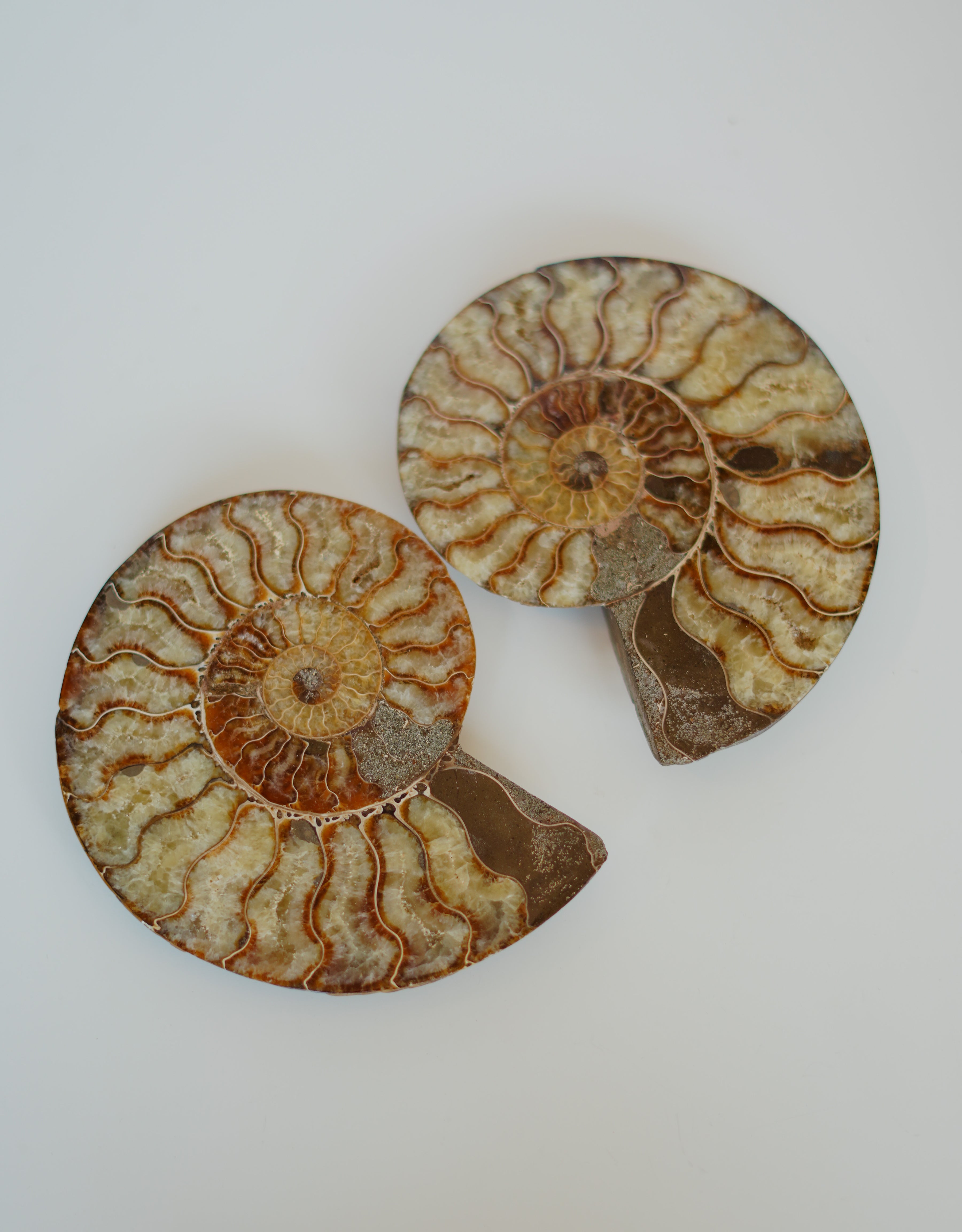 Par de ammonites