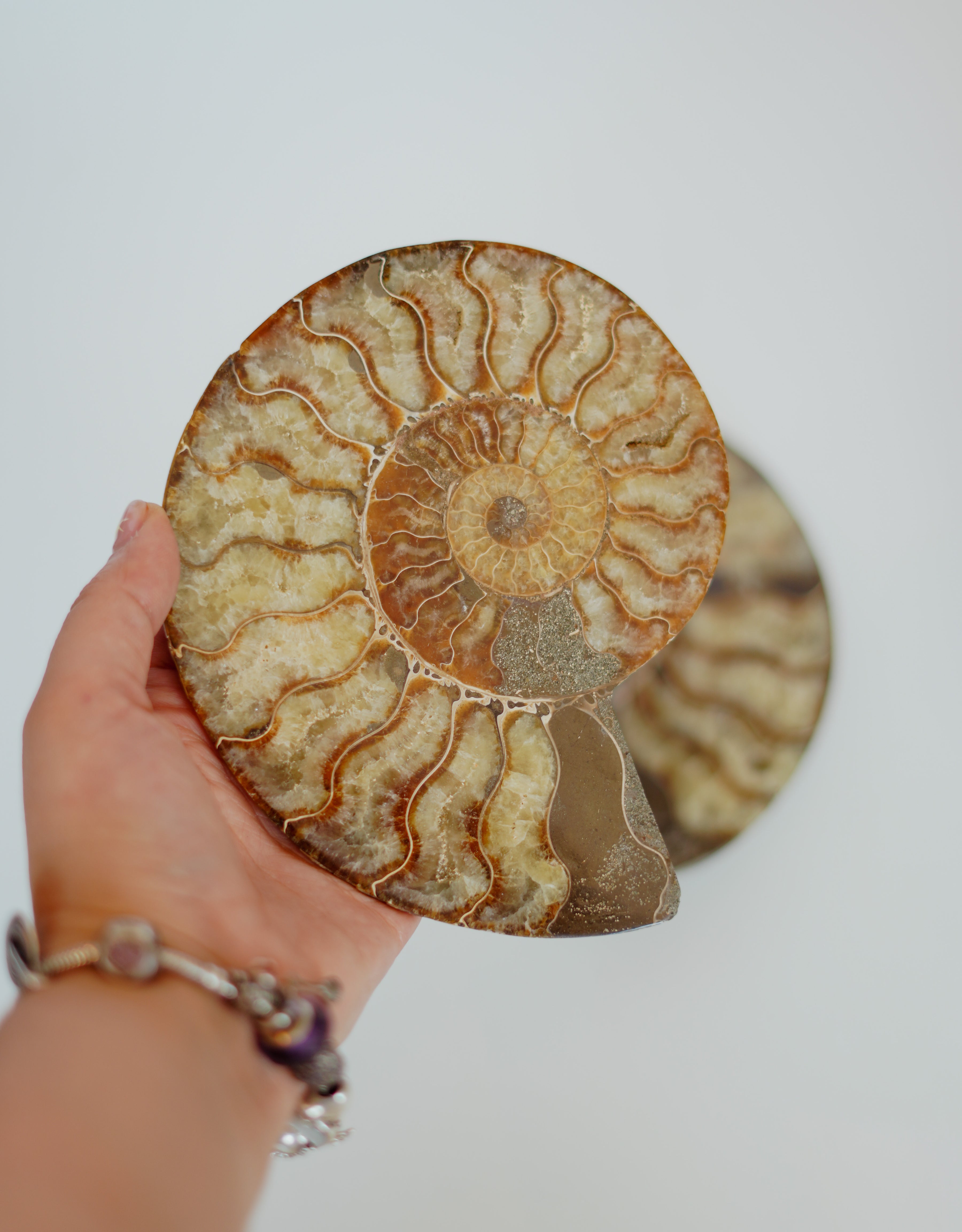 Par de ammonites