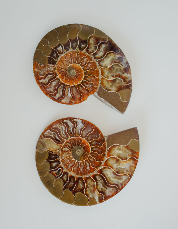 Par de ammonites