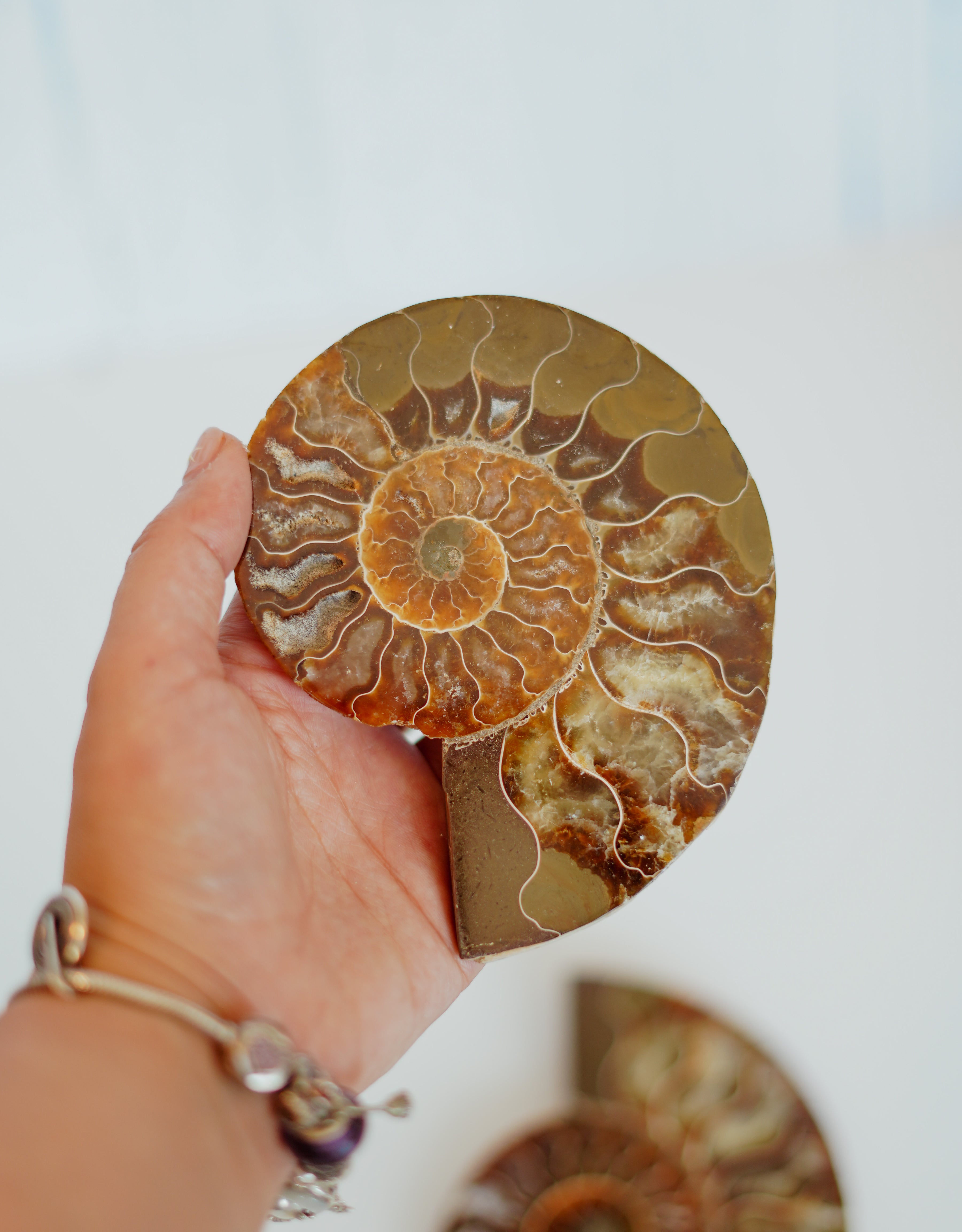 Par de ammonites