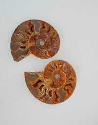 Par de ammonites