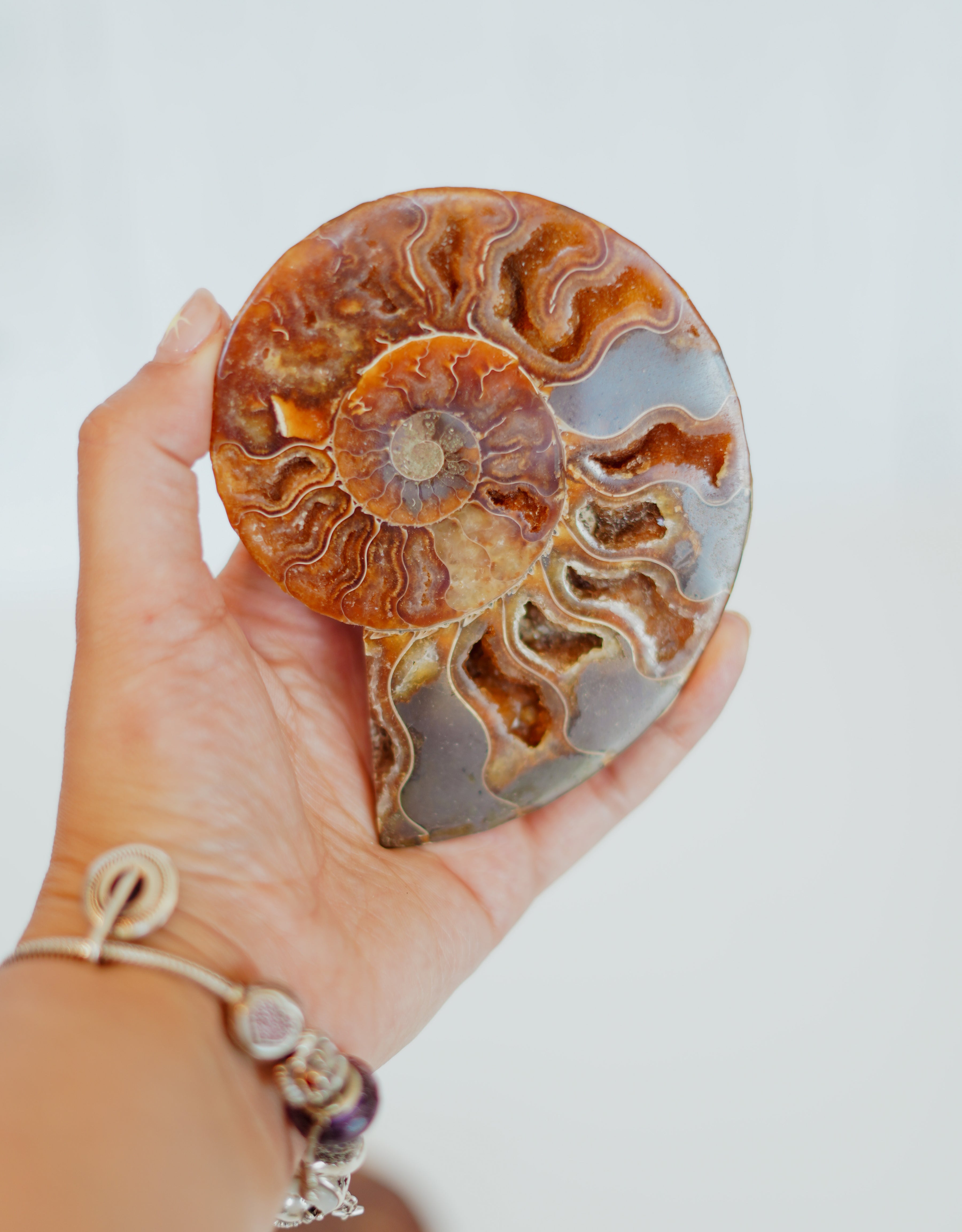 Par de ammonites