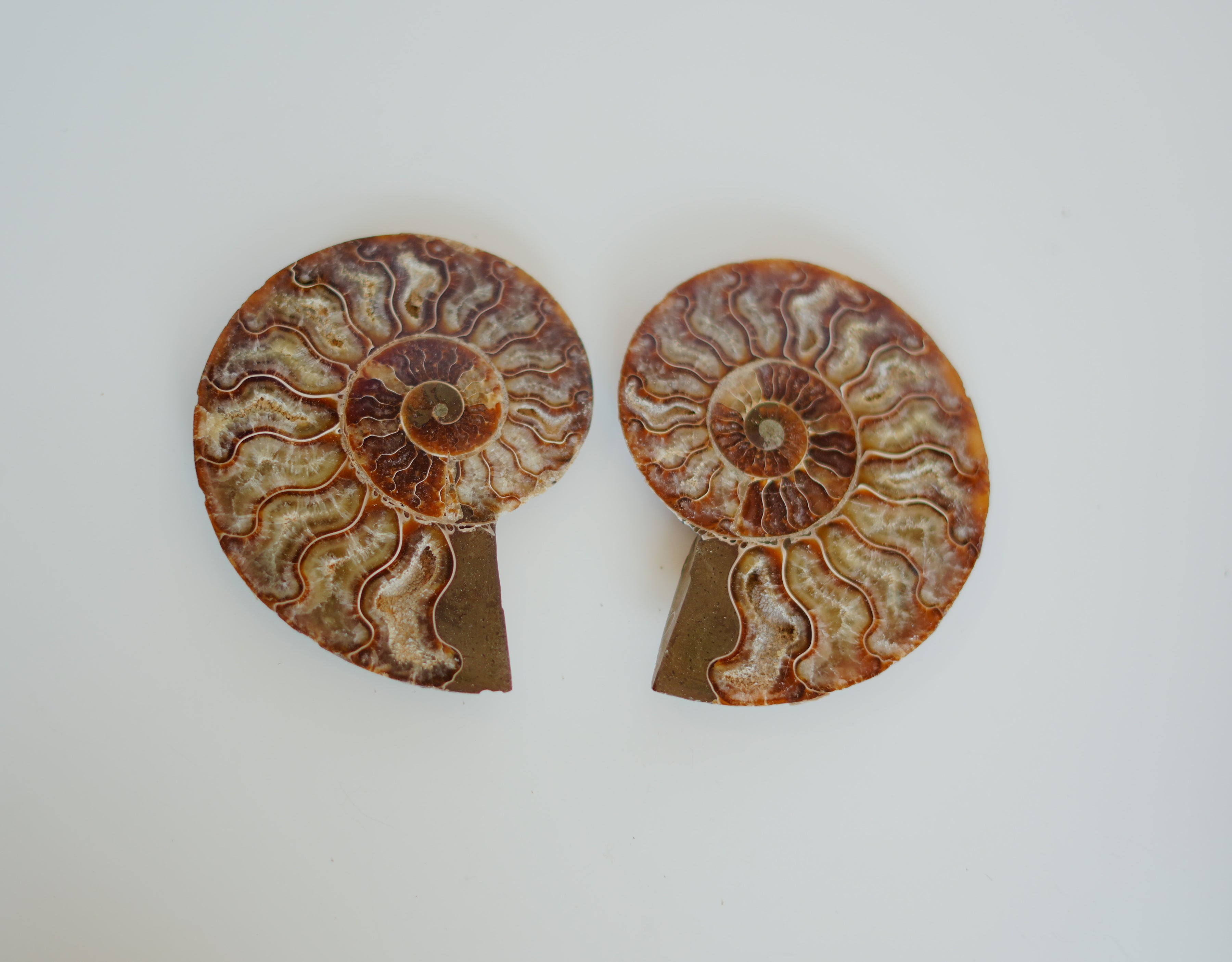 Par de ammonites