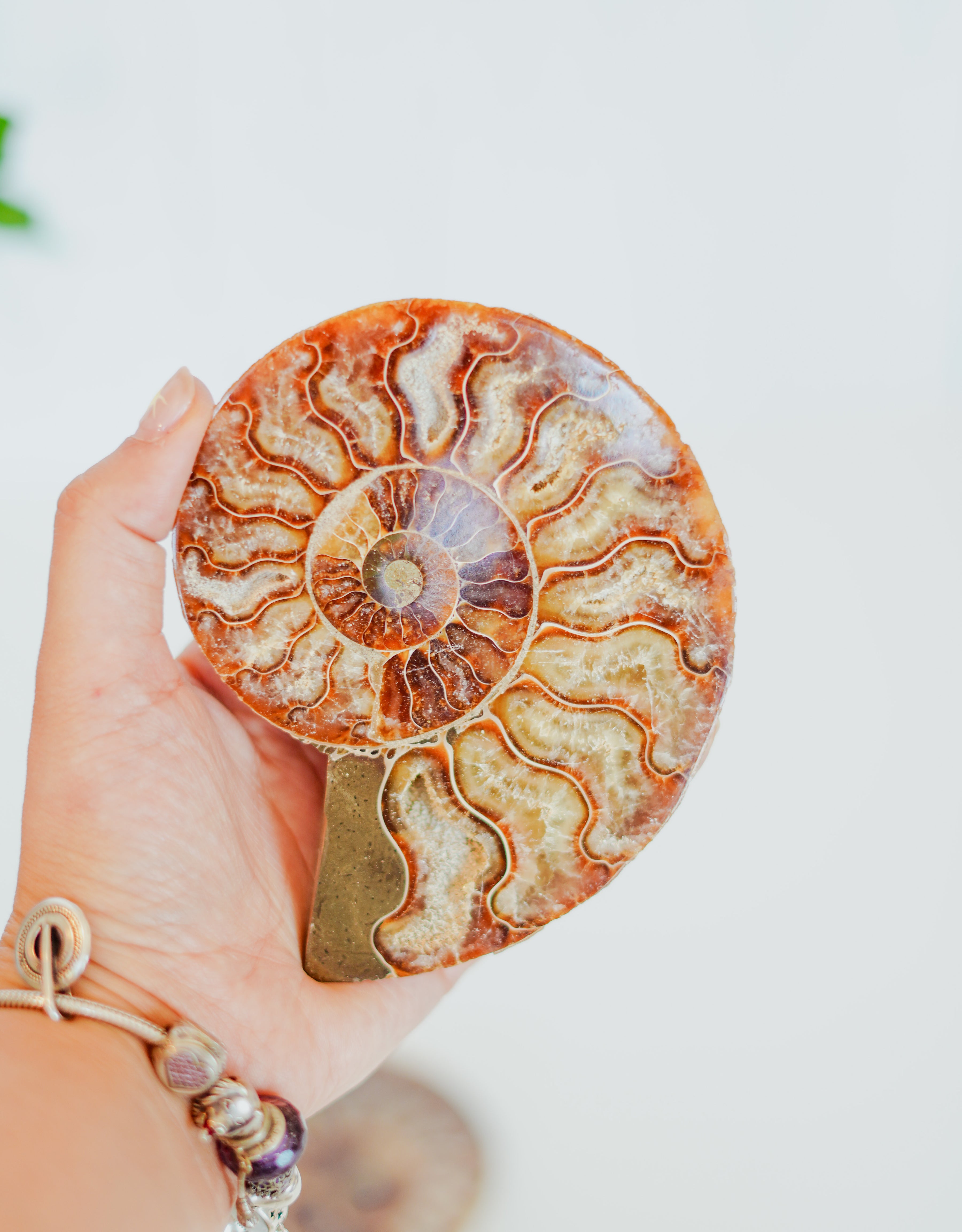 Par de ammonites