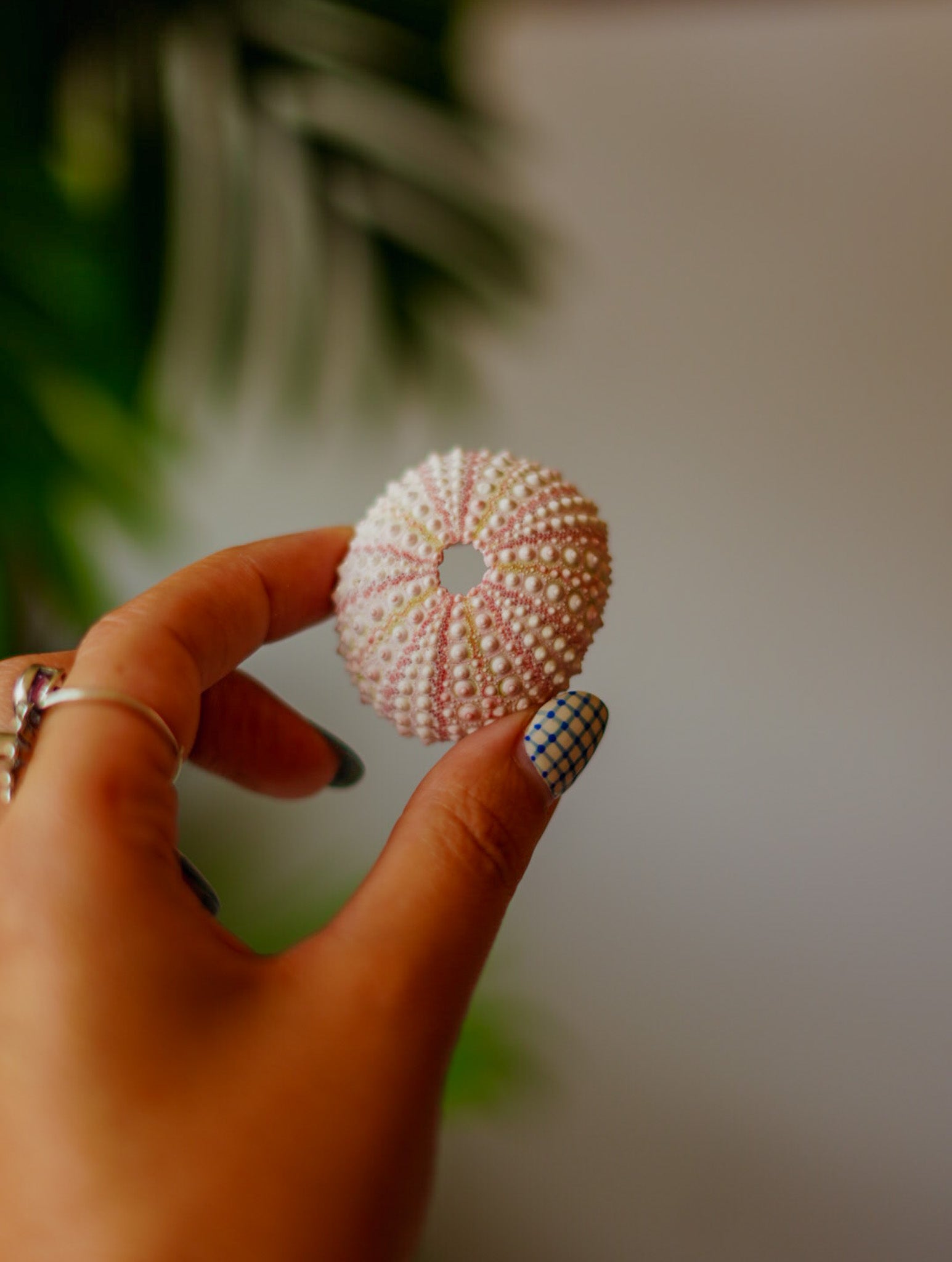 Erizos de Mar Fosilizados | Fósil Natural de Gran Belleza