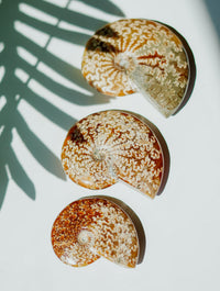 Ammonites con Ramificaciones | Fósil Natural