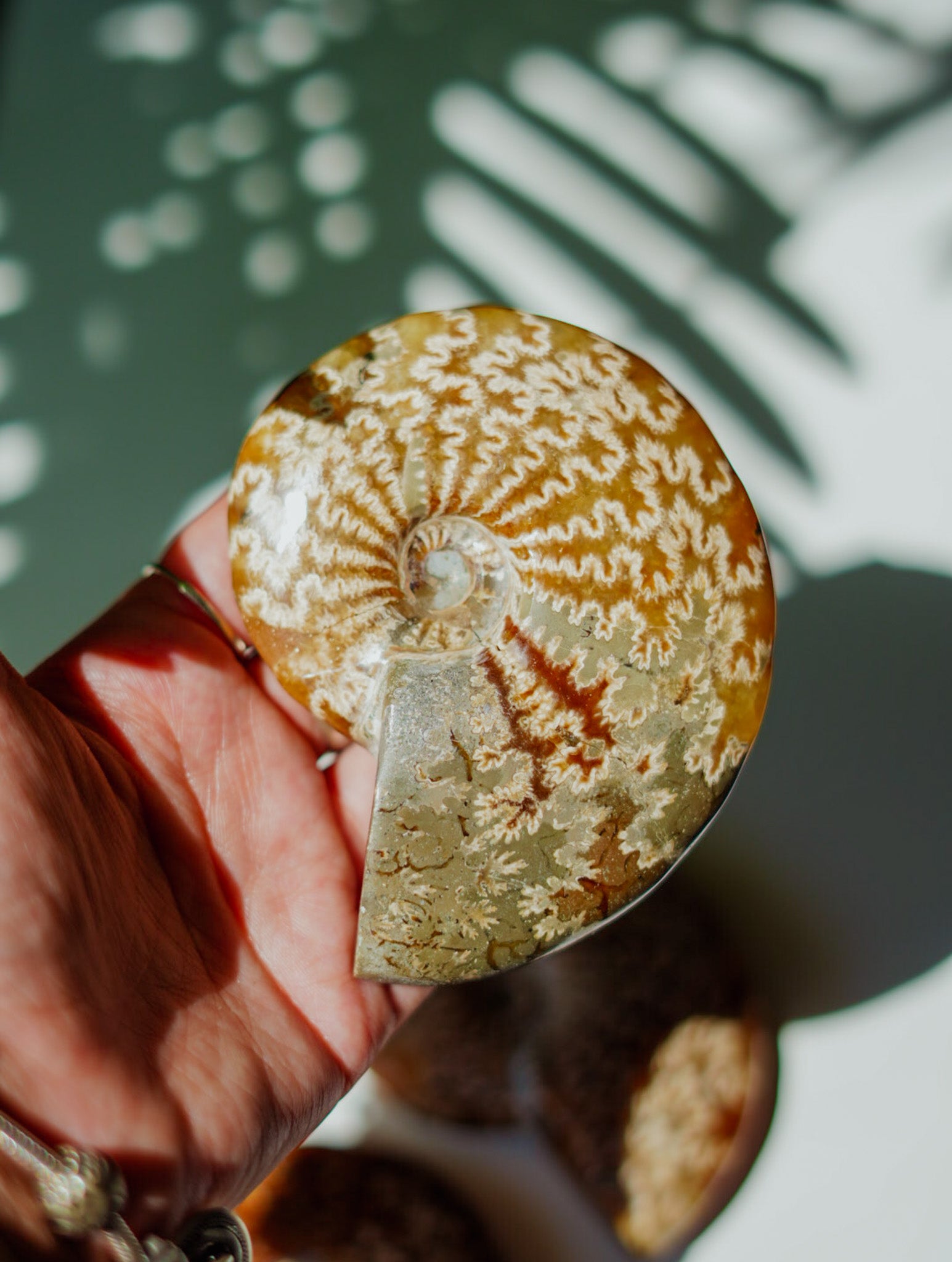 Ammonites con Ramificaciones | Fósil Natural