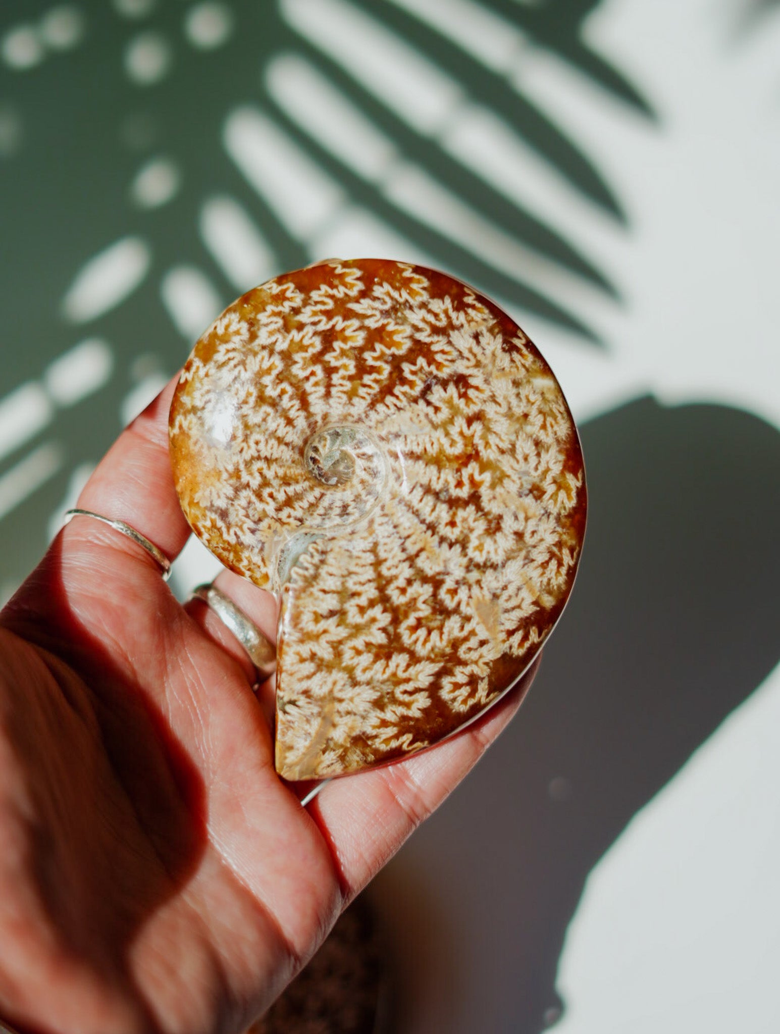 Ammonites con Ramificaciones | Fósil Natural