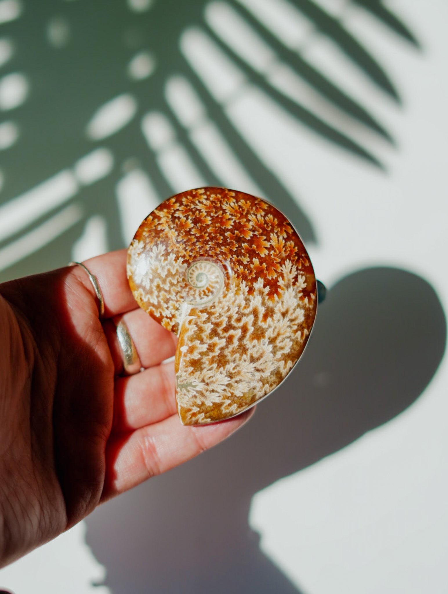 Ammonites con Ramificaciones | Fósil Natural