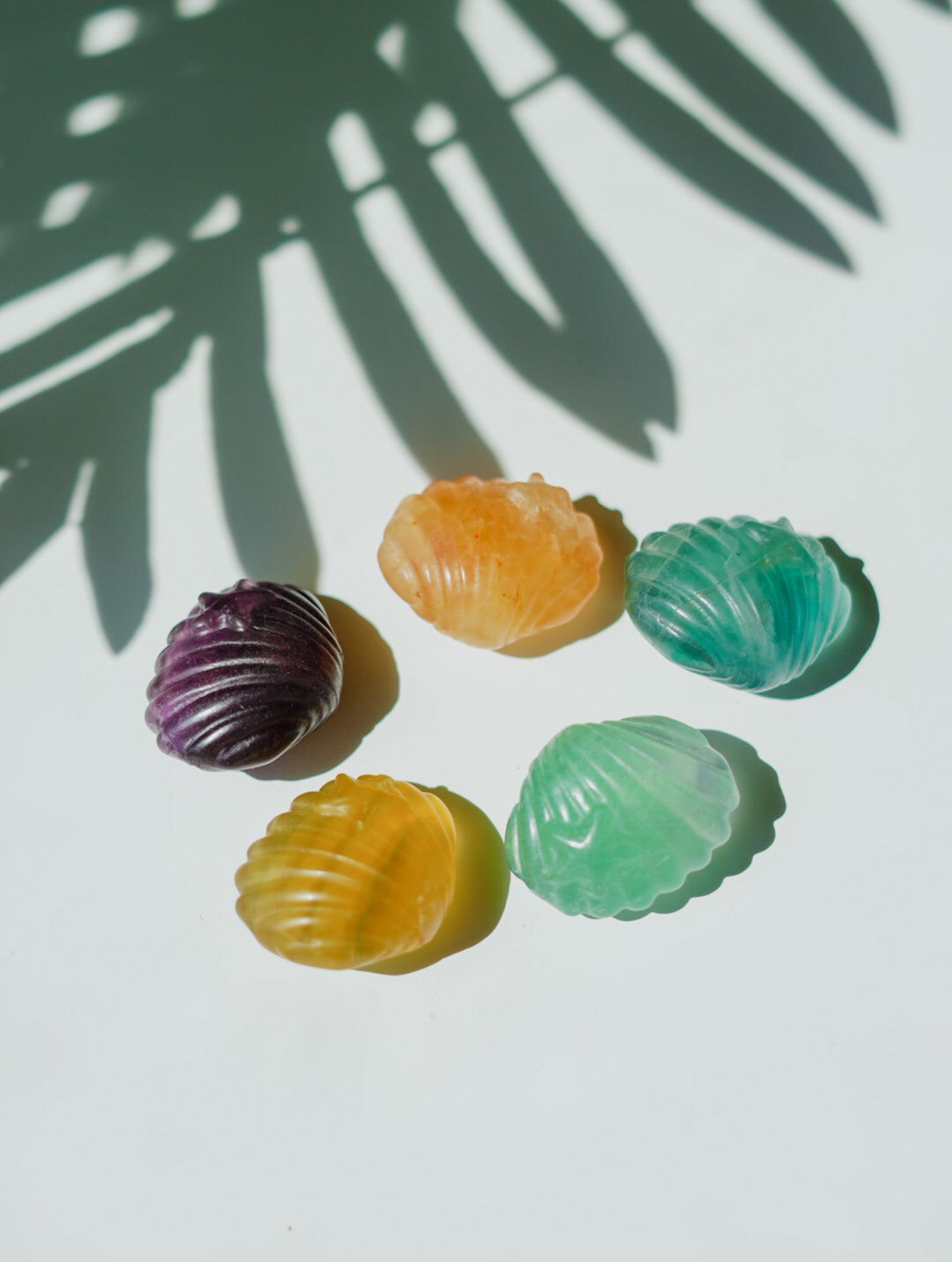 Concha de Fluorita
