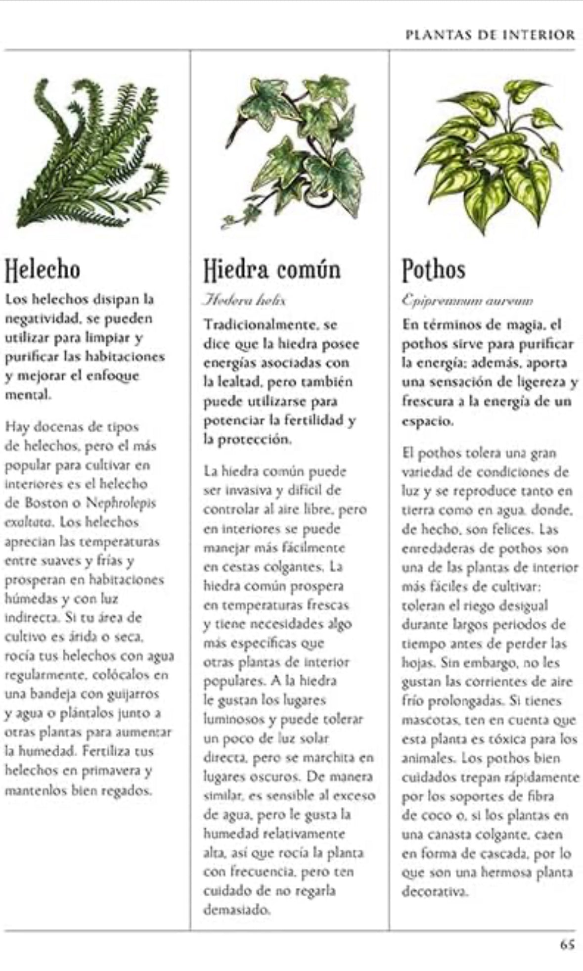El jardín de la bruja verde: Tu guía completa para crear y cultivar un jardín mágico