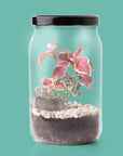 Kit Terrarium