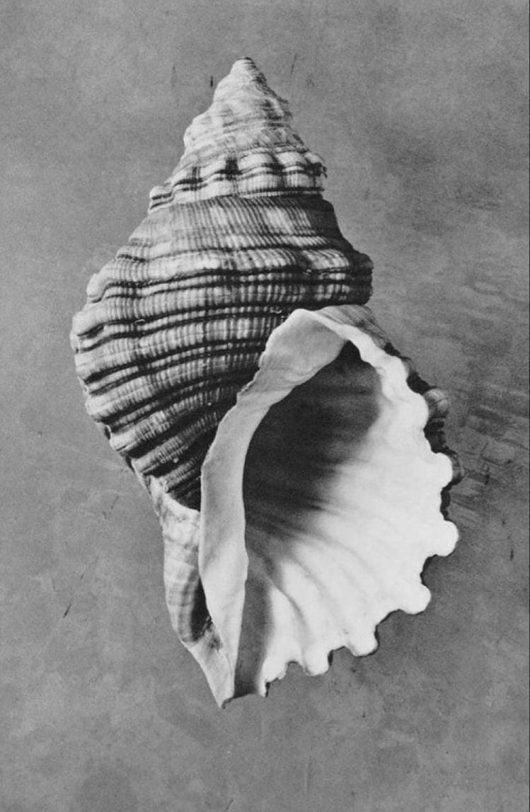 Bruja del agua
