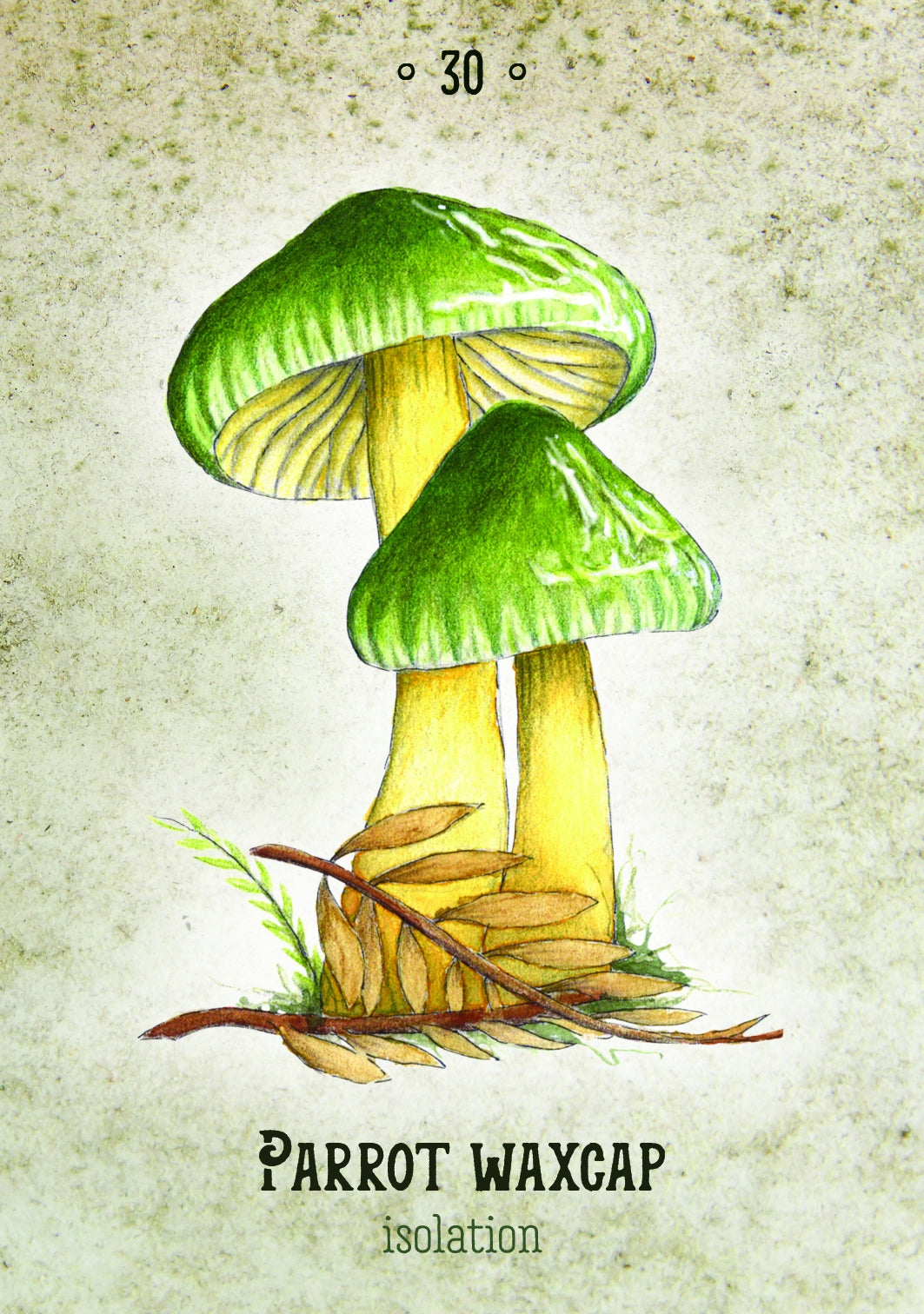 Oráculo Mushroom Spirit