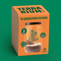Kit Terrarium Pino