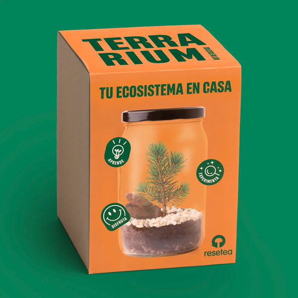 Kit Terrarium Pino